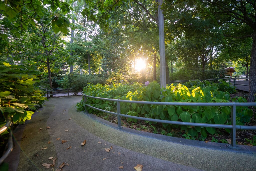 Sunlight filtering through trees along a curved walking path at The Gathering Place in Midtown Tulsa